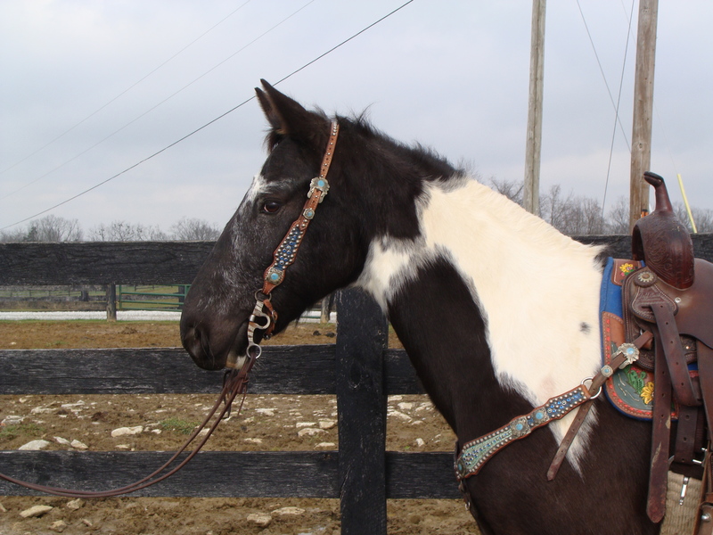 FLASHY BLACK & WHITE TOBIANO PAINT GELDING, YOUTH FRIENDLY, GENTLE For