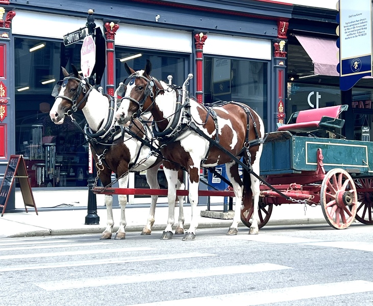 Paint mare team for sale Ride & Drive