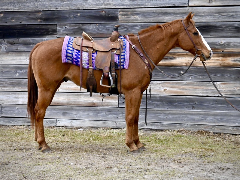 Handy Broke Sorrel QH Gelding 