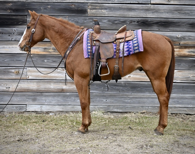 Handy Broke Sorrel QH Gelding 
