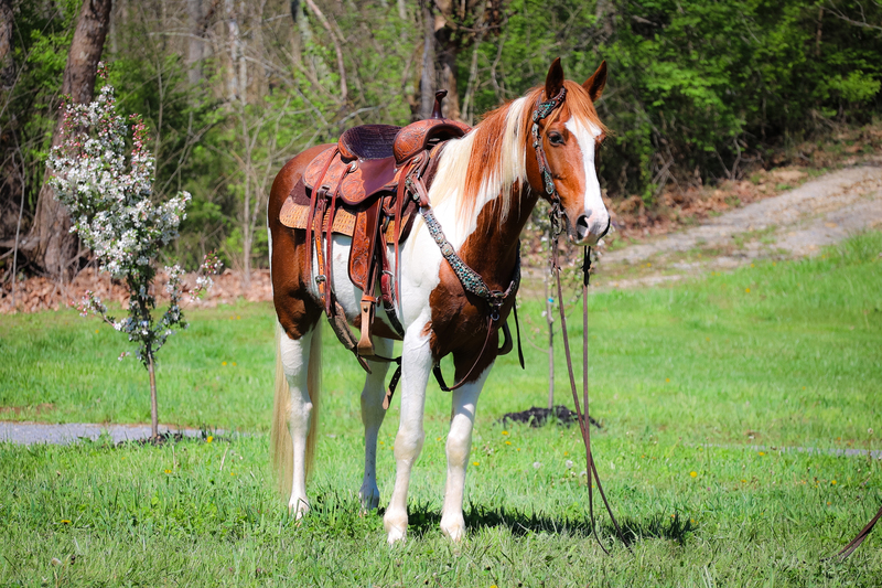GENTLE, SAFE, AND NATURALLY GAITED SORREL AND WHITE MISSOURI FOX TROTTER GELDING, SAFE AND REALLY SMOOTH