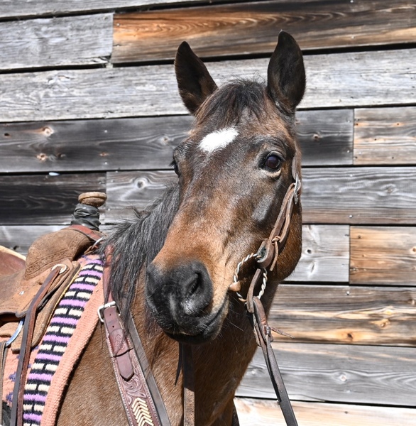 Beautiful Bay Roan QH Mare 