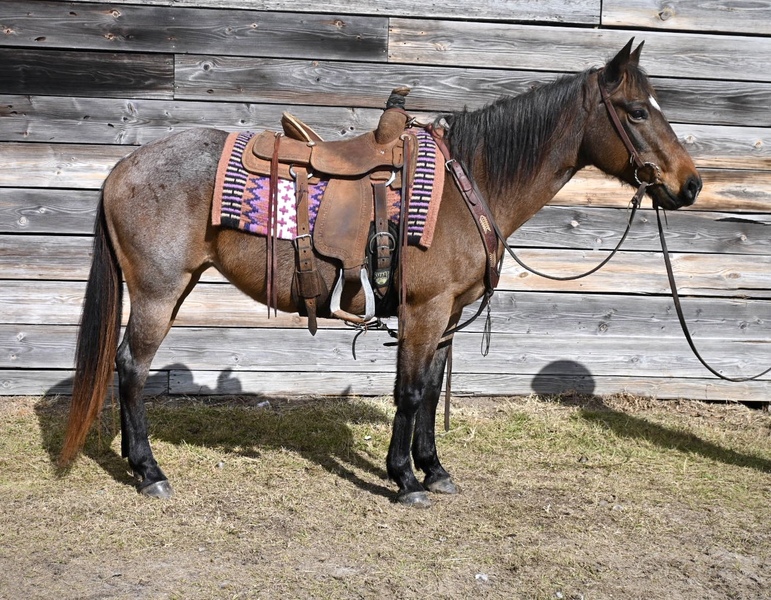 Beautiful Bay Roan QH Mare 