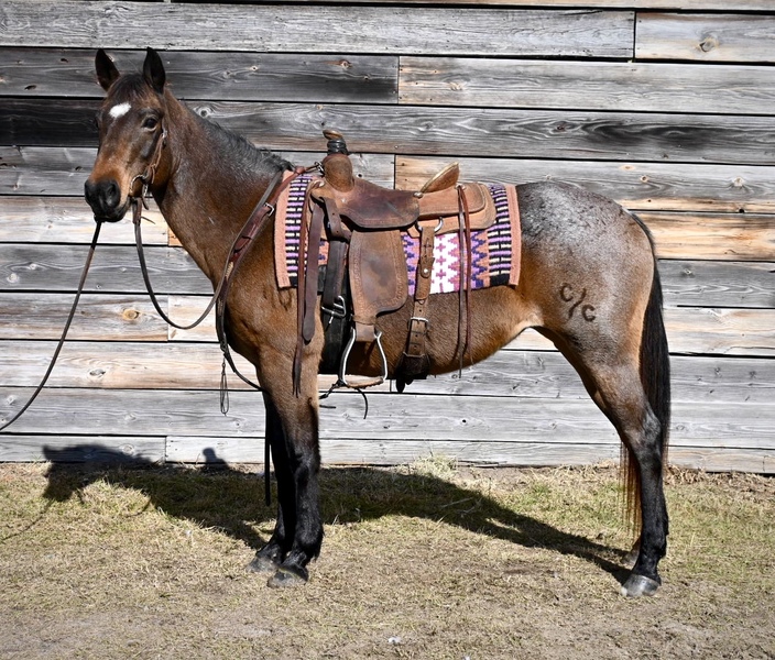 Beautiful Bay Roan QH Mare 