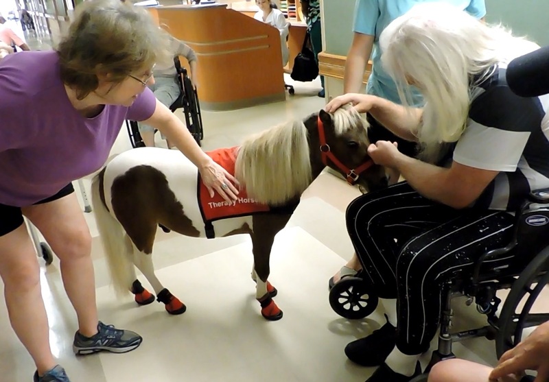 Need your mini therapy trained? Will train it for you!