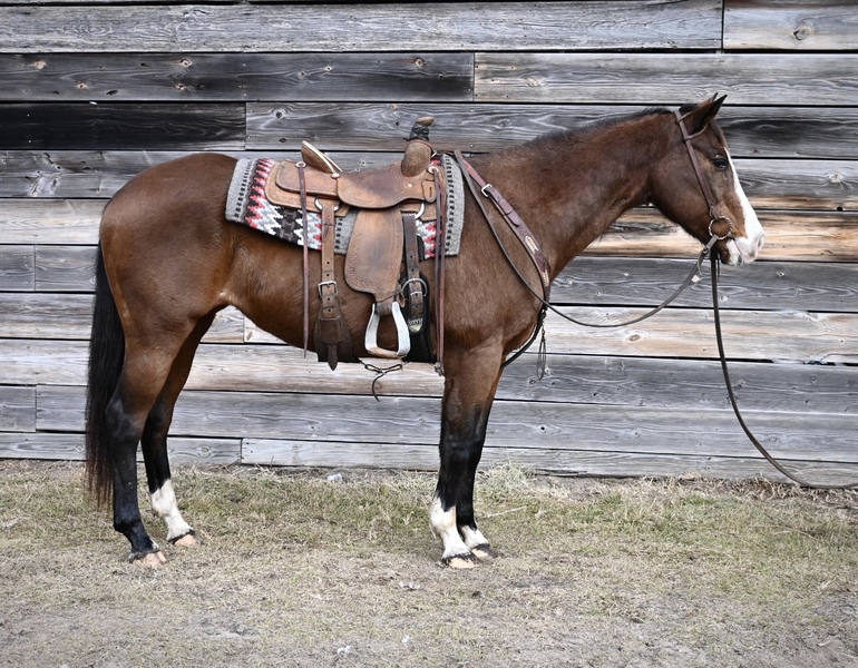 Pretty Bay QH Mare Trail Horse