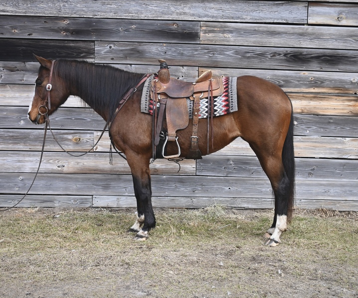 Pretty Bay QH Mare Trail Horse