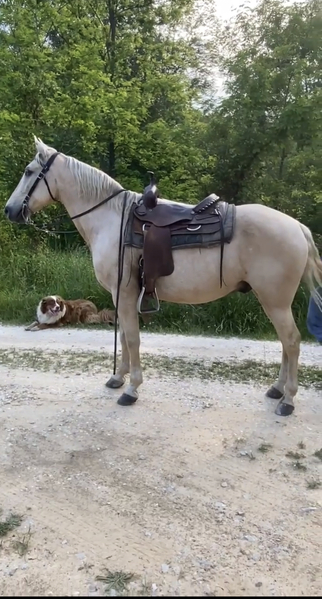 15.1 Seasoned Palomino Trail Horse