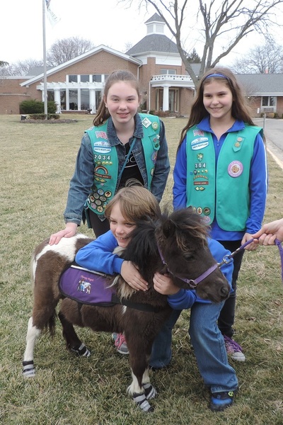 22"-25" Tall Therapy Mini Horses