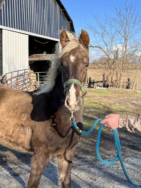 Gorgeous Chocolate Yearling Colt 