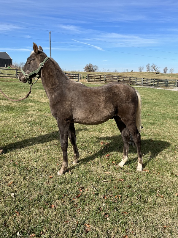 Gorgeous Chocolate Yearling Colt 