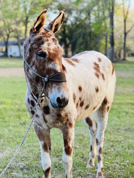 Appaloosa mule for sale clearance