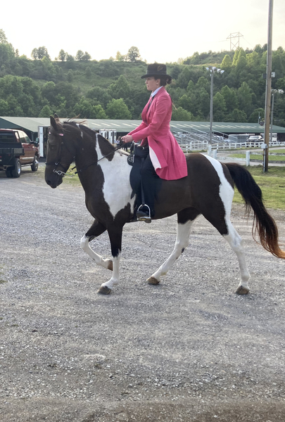15.1 Gorgeous Novice Safe Spotted Trail Horse