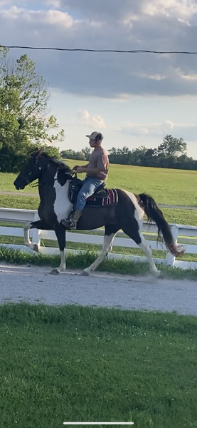 15.1 Gorgeous Novice Safe Spotted Trail Horse