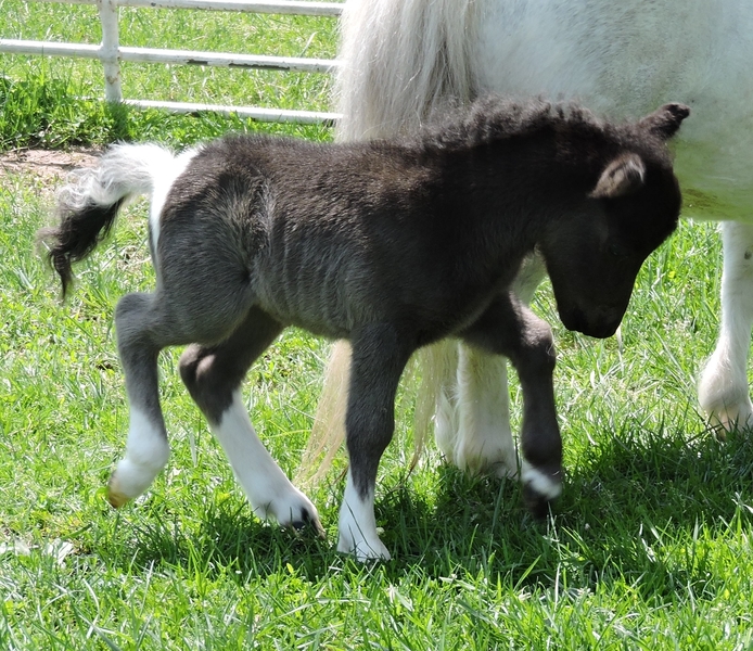 TINY 2022 Miniature Foals! Therapy Prospects!