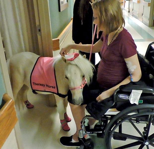 TRUE TINY Therapy Trained Miniature Horses FOR SALE