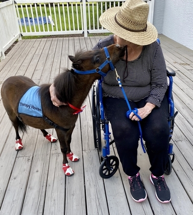 TRUE TINY Therapy Trained Miniature Horses FOR SALE