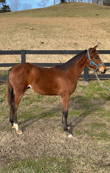 Well Bred Beautiful Bay Colt
