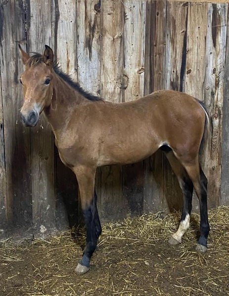 Well Bred Beautiful Bay Colt