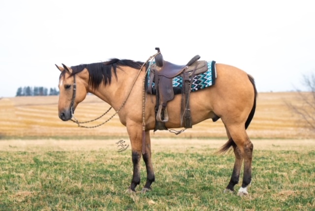 10 YEAR OLD 15.3 HAND BUCKSKIN GELDING +++VIDEO+++