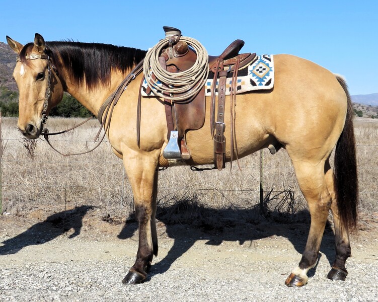 10 YEAR OLD 15.3 HAND BUCKSKIN GELDING +++VIDEO+++