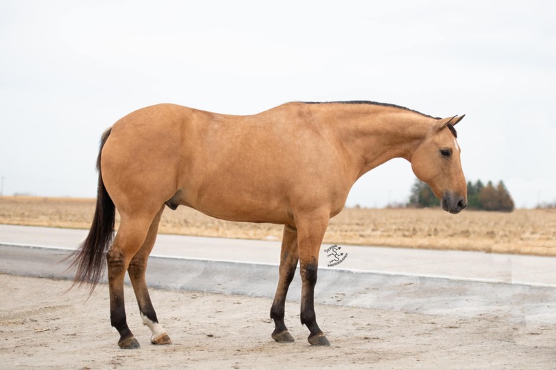 10 YEAR OLD 15.3 HAND BUCKSKIN GELDING +++VIDEO+++