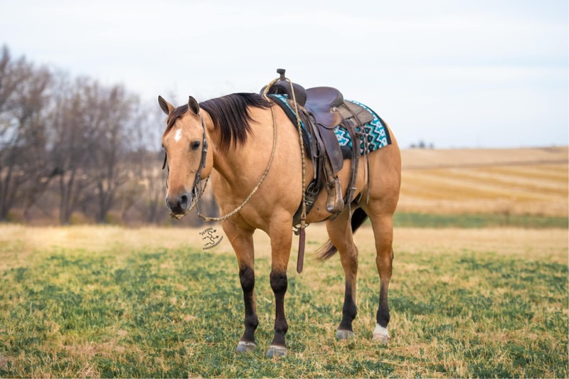10 YEAR OLD 15.3 HAND BUCKSKIN GELDING +++VIDEO+++