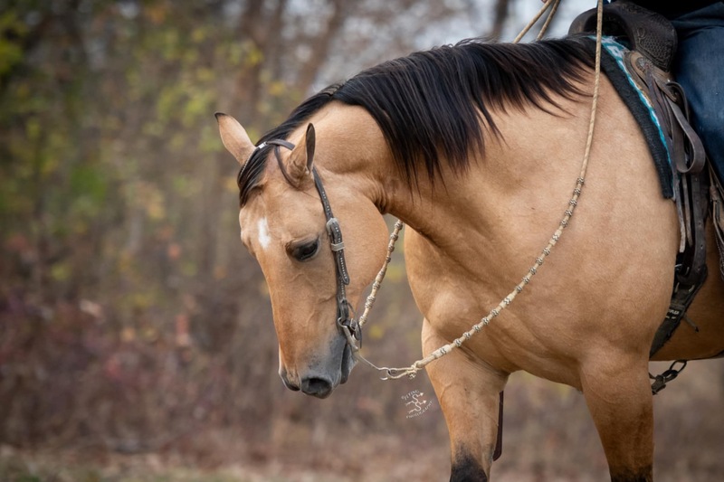 10 YEAR OLD 15.3 HAND BUCKSKIN GELDING +++VIDEO+++