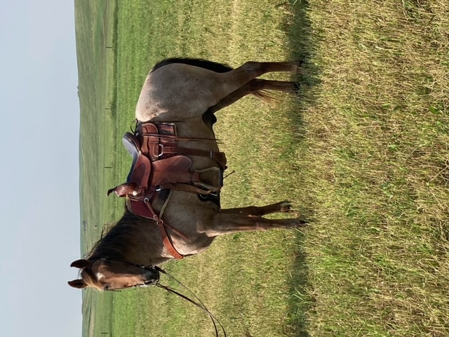 Gelding Kentucky Mountain Horses for Sale