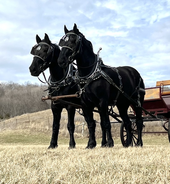 Percheron Draft Team for sale HorseClicks