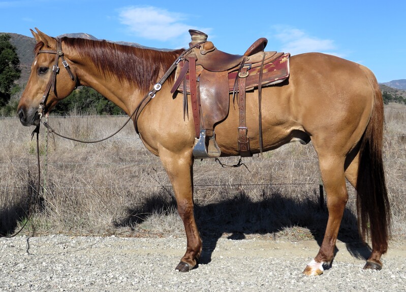 15 YEAR OLD 15.3 HAND RED DUNN GELDING