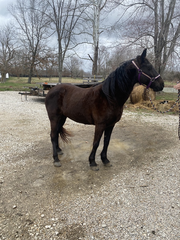 Gorgeous Solid Black Trail Horse Deluxe 