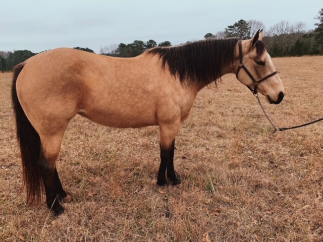 7 YEAR OLD 14.3 HAND BUCKSKIN MARE +++VIDEO+++