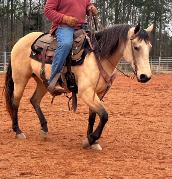 7 YEAR OLD 14.3 HAND BUCKSKIN MARE +++VIDEO+++