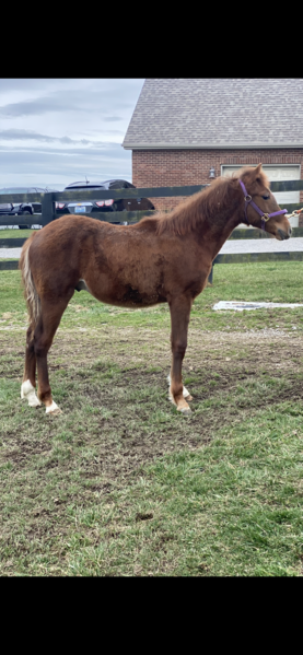 Well Bred Weanling Colt 