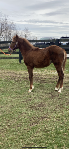 Well Bred Weanling Colt 