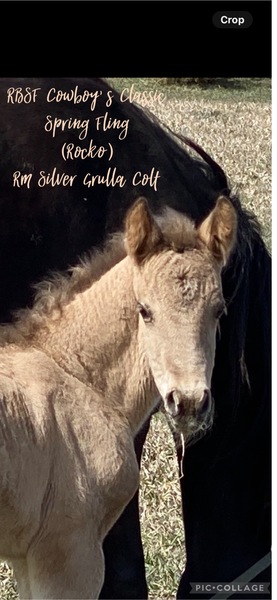 Stunning Well Bred Silver Grulla Weanling 