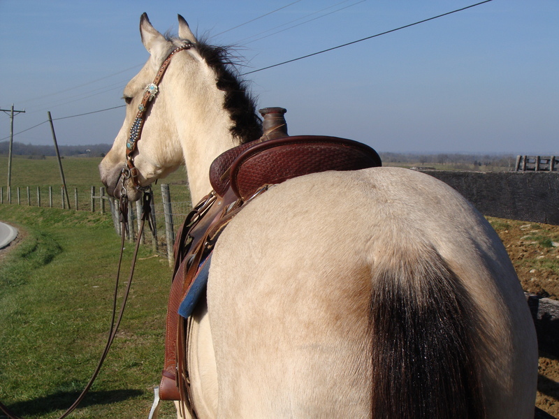 FLASHY BUTTERMILK BUCKSKIN QUARTER HORSE, 3YEAROLD, RANCH WORK, TRAIL