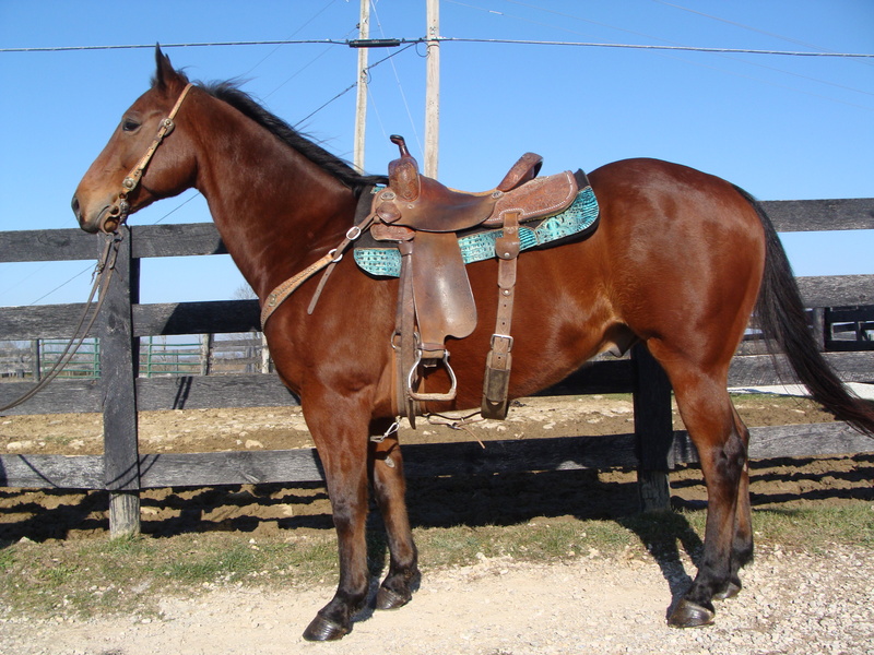 SUPER WELL BROKE BAY QUARTER HORSE GELDING, USED IN THE CUTTING PEN