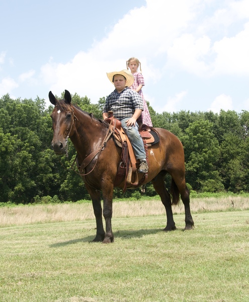Draft Cross Beginner safe Gelding 