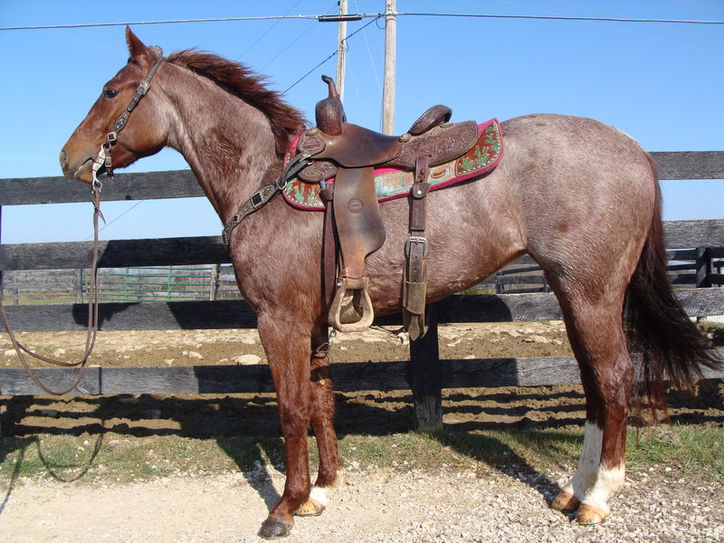REALLY NICE AQHA RED ROAN MARE, 60 DAYS PROFESSIONAL TRAINING For Sale
