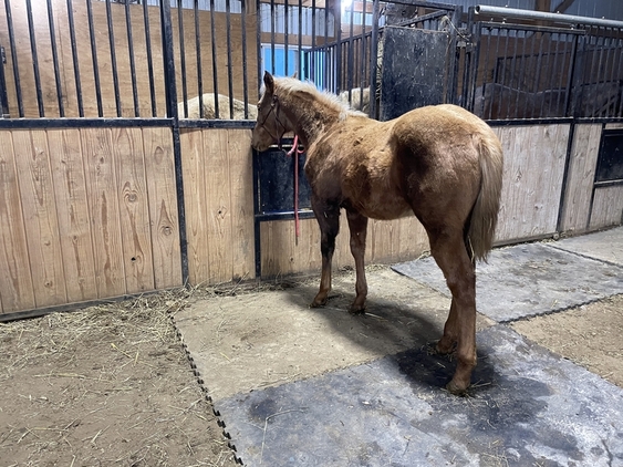 AQHA Palomino Colt for Sale