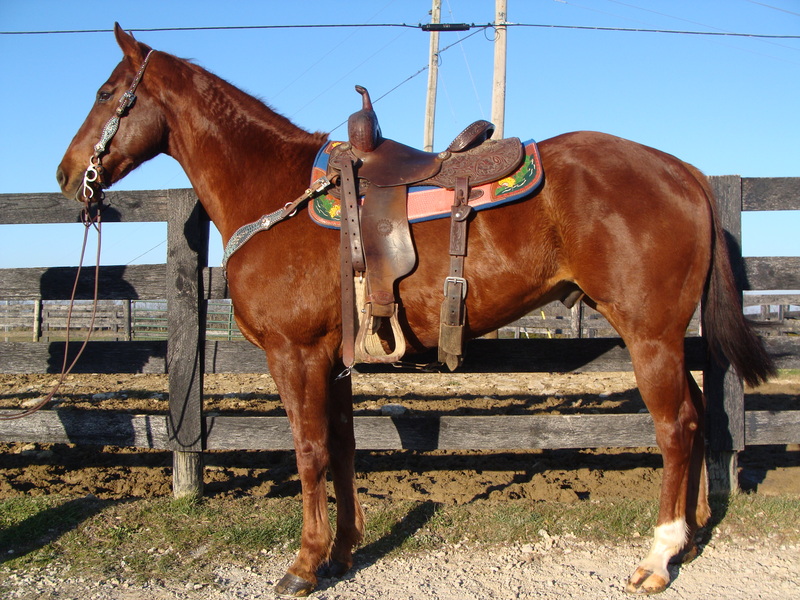 REALLY NICE SORREL AQHA GELDING, SEASONED RANCH HORSE, BARREL RACING