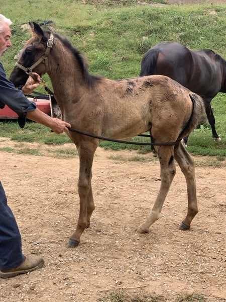Beautiful Well Bred Yearling Grulla Colt 