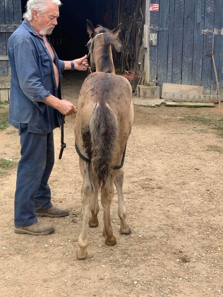 Beautiful Well Bred Yearling Grulla Colt 