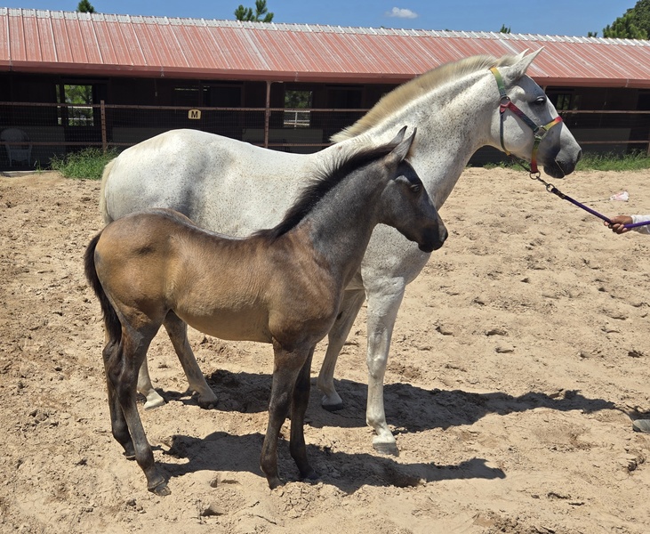 Saltador II RDL, heterozygous gray 2025 colt