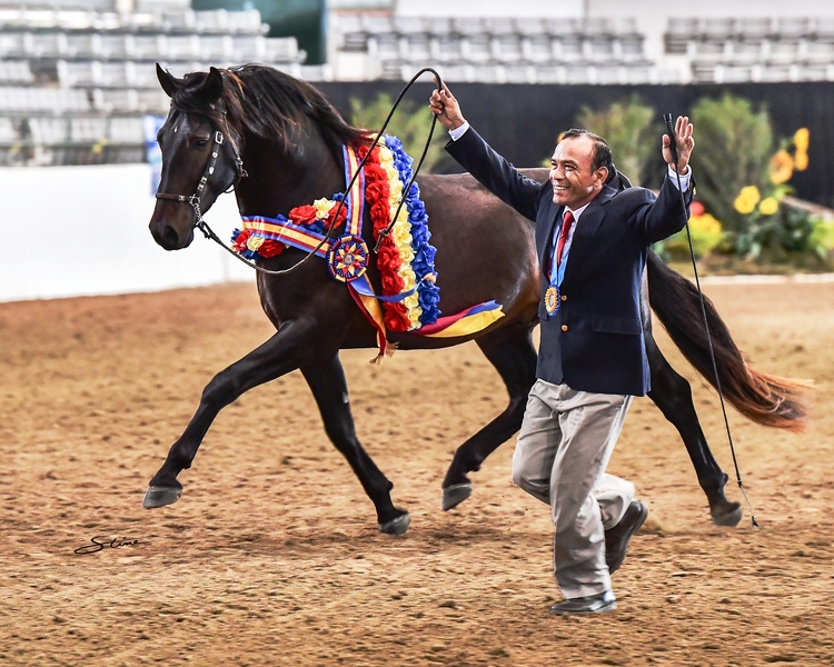 Saltador II RDL, heterozygous gray 2025 colt