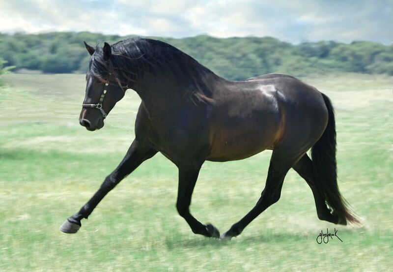 Saltador II RDL, heterozygous gray 2025 colt