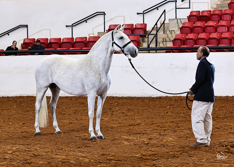 Saltador II RDL, heterozygous gray 2025 colt