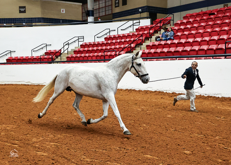 Saltador II RDL, heterozygous gray 2025 colt